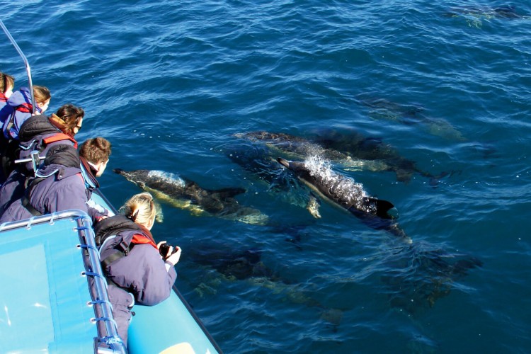 Marine wildlife sea safaris in Falmouth Bay